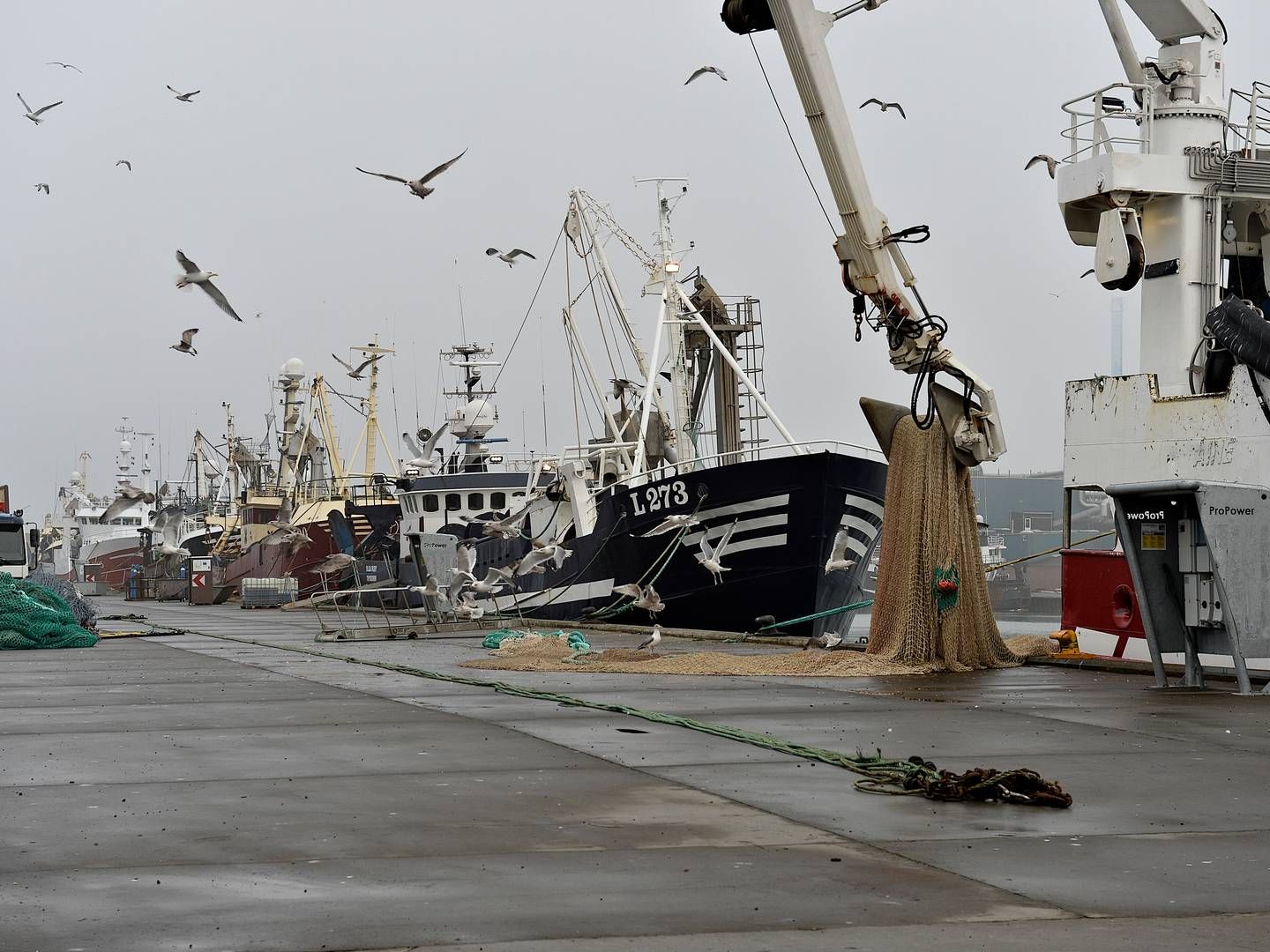 At landets fiskere har et forsikringsselskab med et lavt præmieniveau er afgørende for Fiskernes Forsikring, siger adm. direktør Sejer Christensen. | Foto: Ernst van Norde