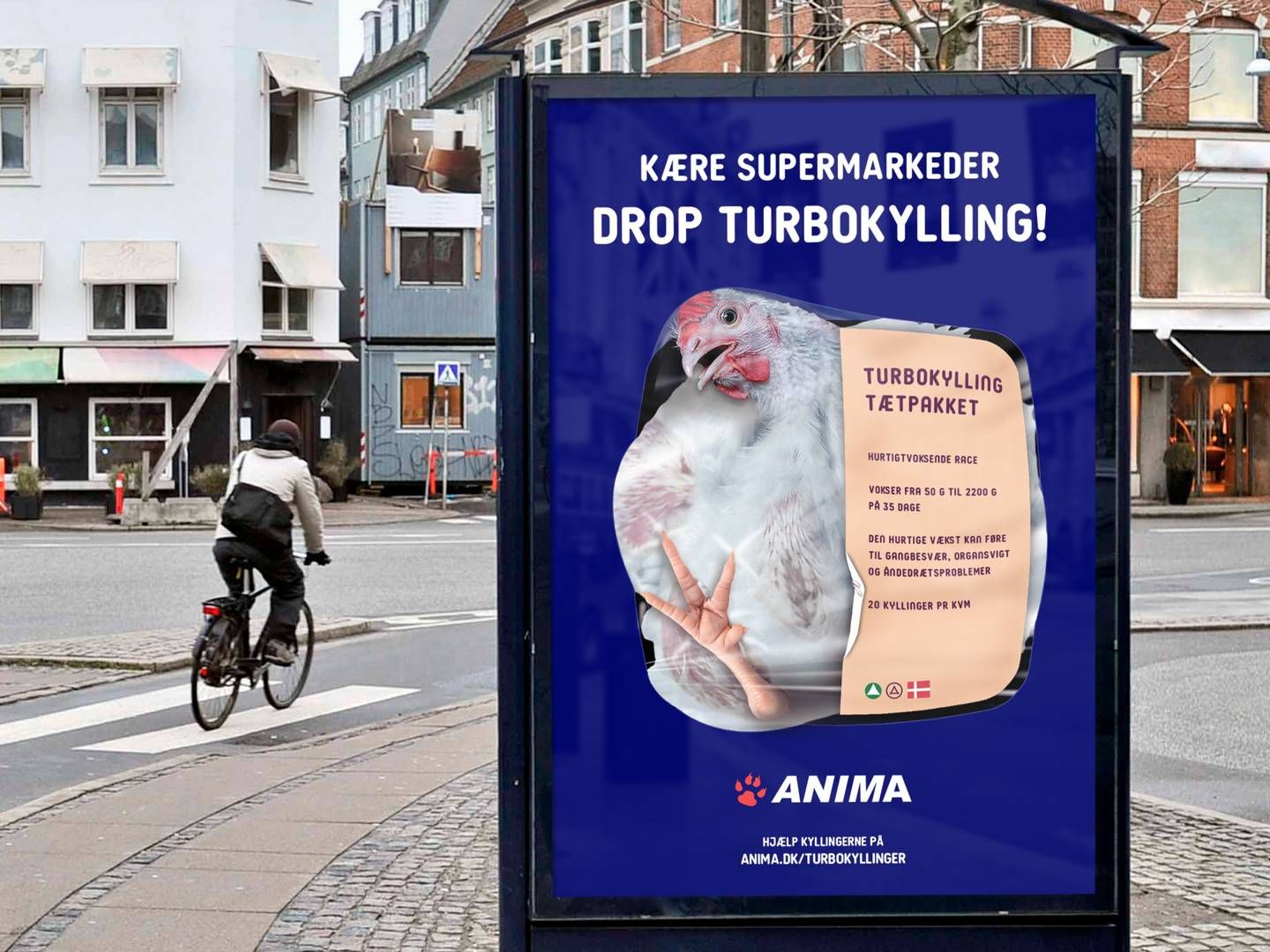 De seneste år har kyllingetypen Ross 308 stået for skud fra flere dyrevelfærdsorganisationer, som mener, at avlsmetoden er dyremishandling. | Foto: Anima / Pr