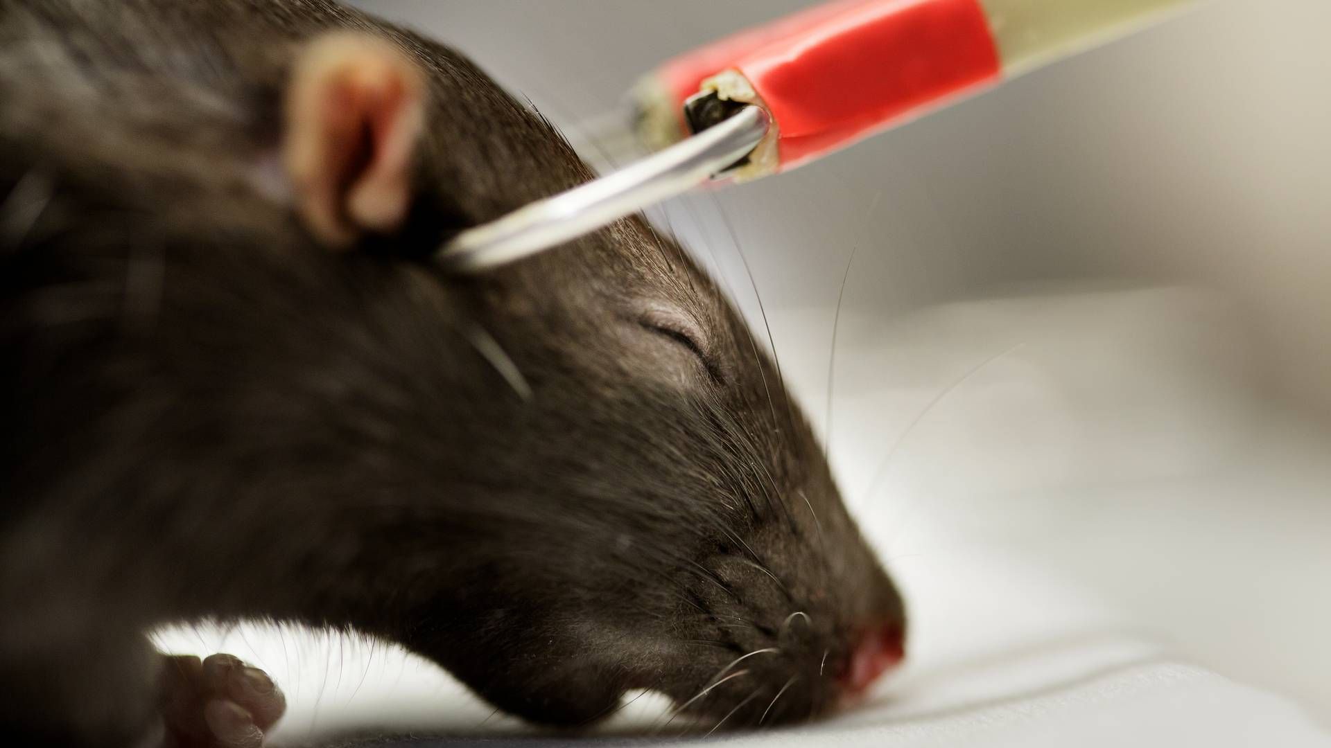 Forsøg med rotte på Bispebjerg Hospital, elektrochok og udgravning af hjerne. | Foto: Lasse Kofod