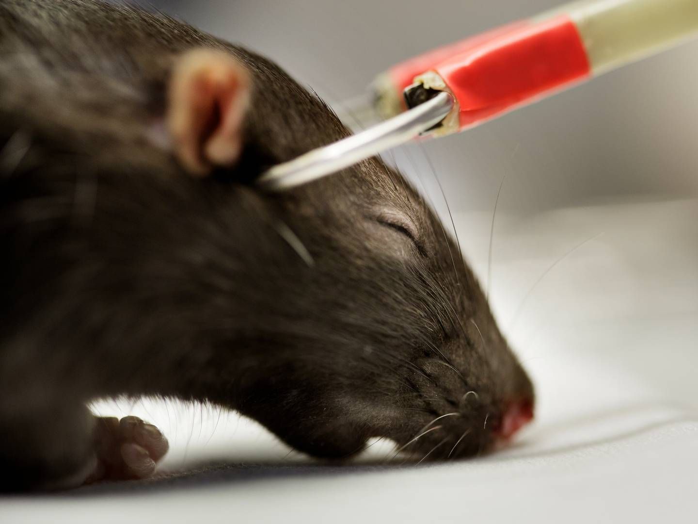 An experiment testing electroshock on rats at Bispebjerg Hospital | Foto: Lasse Kofod