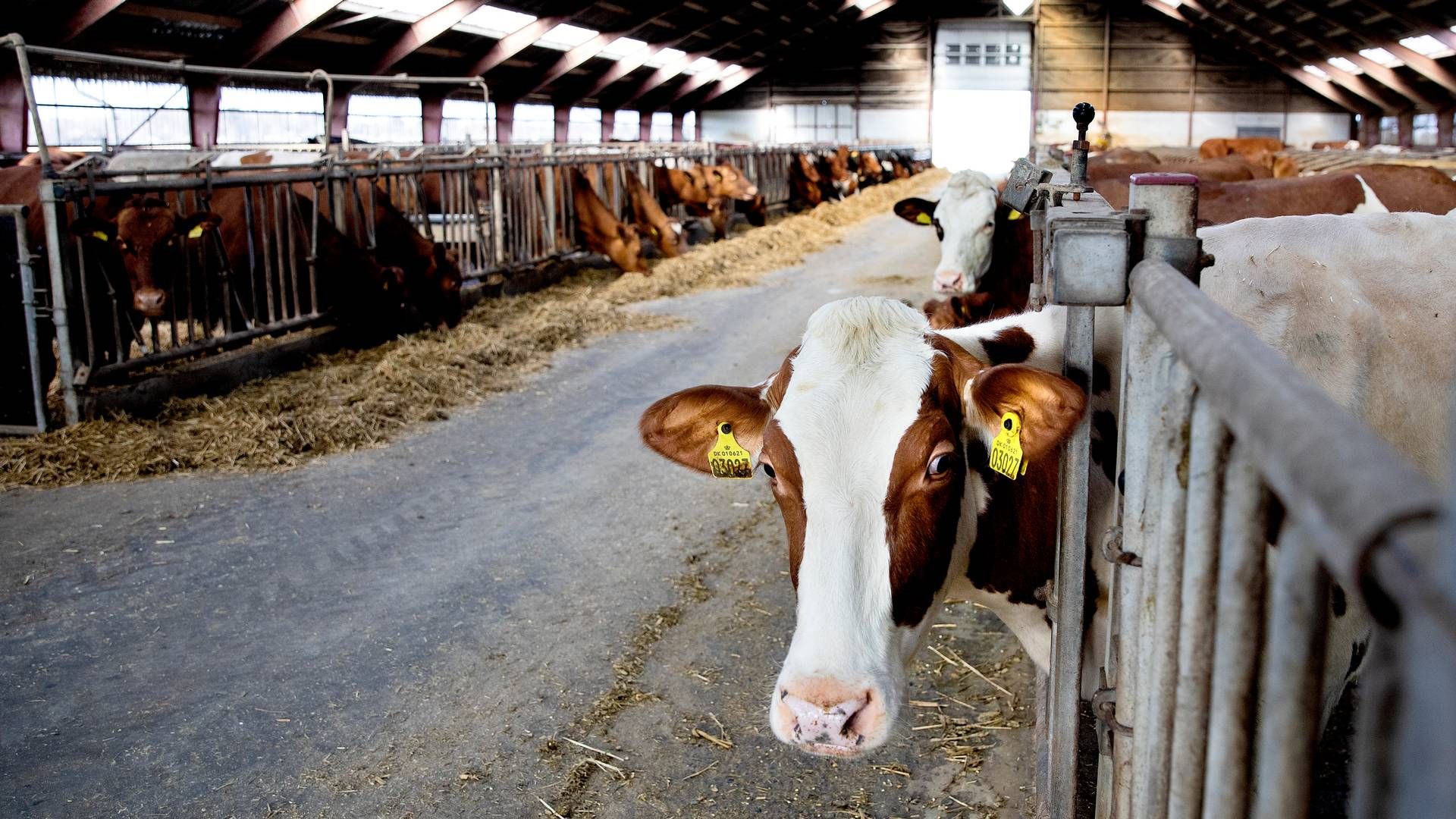 Arla sænkede i sidste uge deres mælkepriser. | Foto: Finn Frandsen