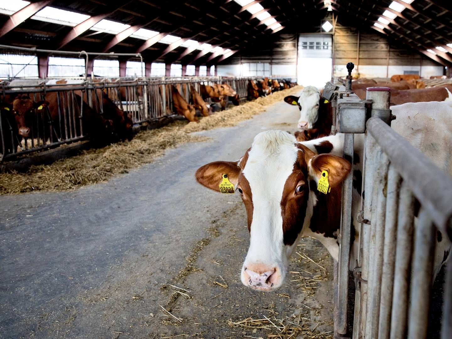 Arla sænkede i sidste uge deres mælkepriser. | Foto: Finn Frandsen