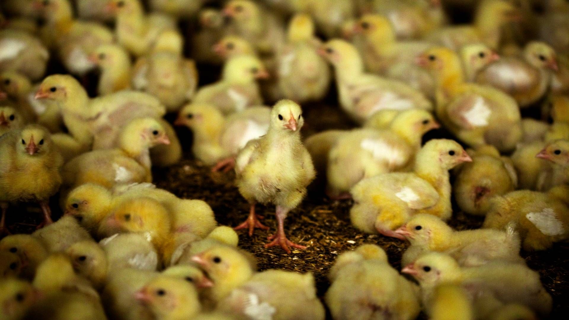 Hans Luunbjerg vil producere op mod 56.000 kyllinger på sin nykøbte grund. | Foto: Mathias Christensen