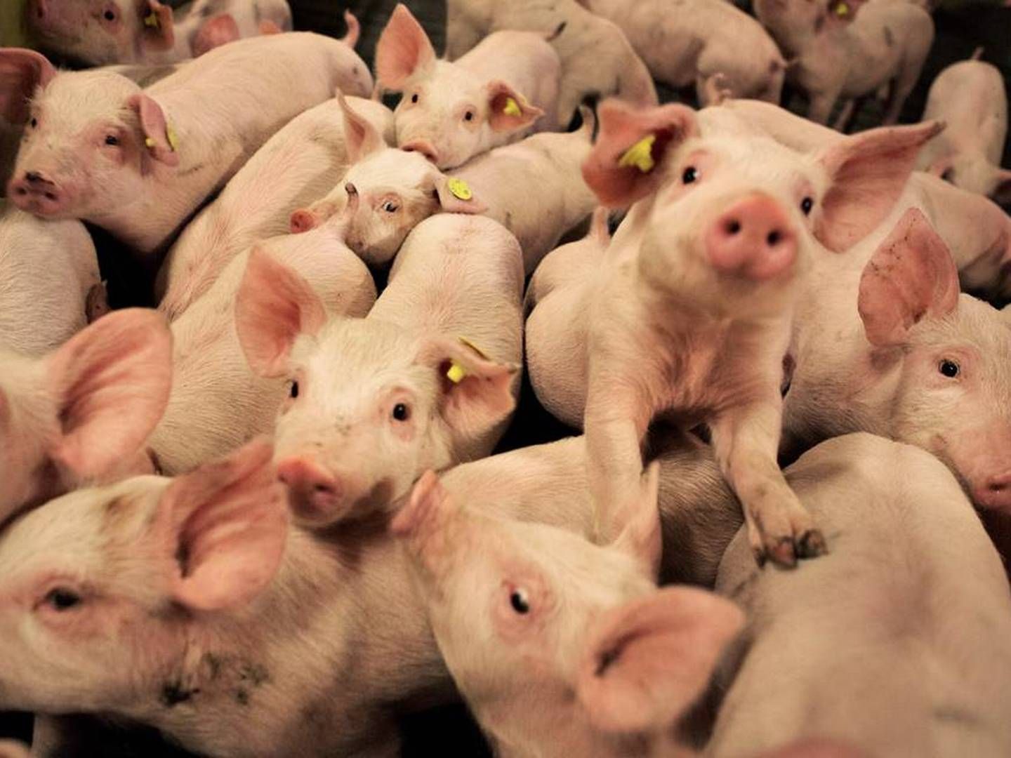 Hos Goodvalley har Nicolai Jepsen bl.a. haft ansvaret for den polske griseproduktion. | Foto: Charlotte de la Fuente