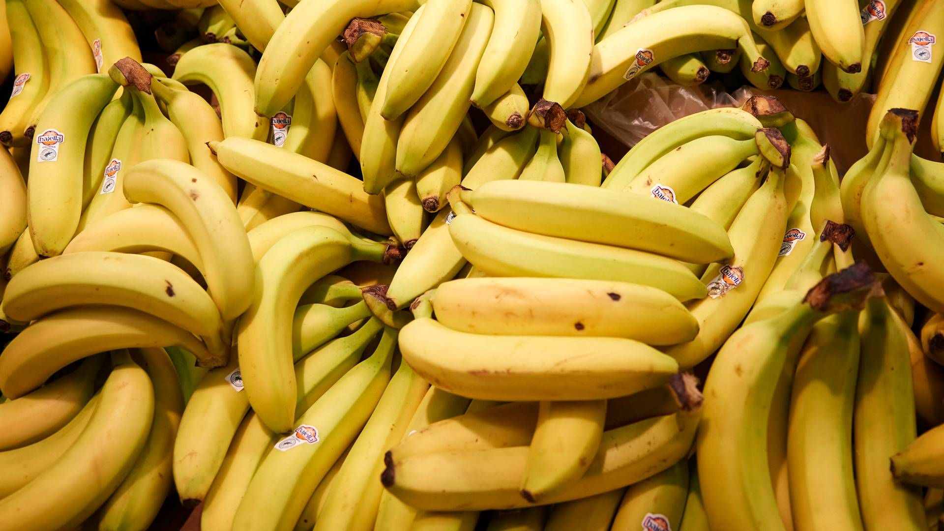 En svampesygdom truer den mest populære banan, men nu har australske forskere muligivs skabt en løsning. Foto: Jens Dresling/ Politiken | Foto: Jens Dresling