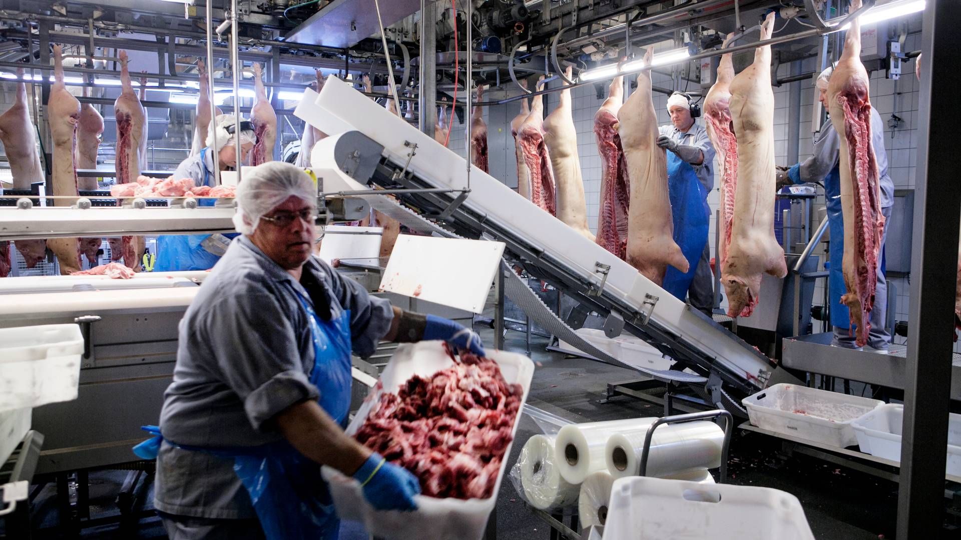 Slagtningerne falder med uset stor hast i Danmark. Nu lukker Sæby-slagteriet tre uger før ellers planlagt. | Foto: Gregers Tycho