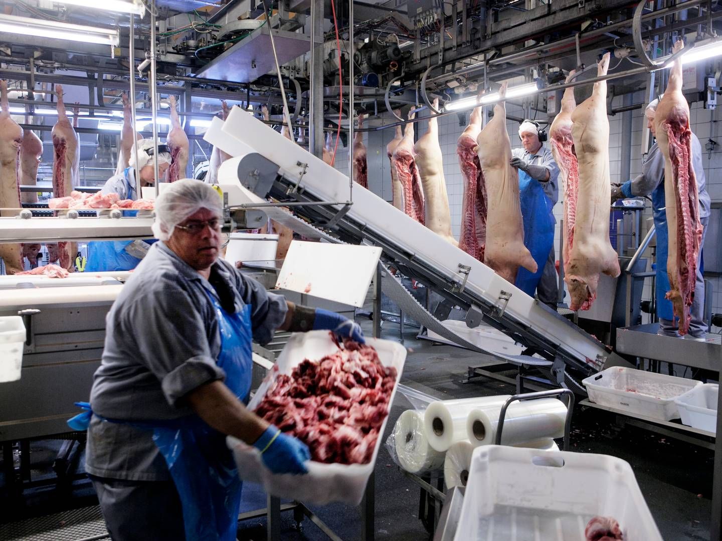 Slagtningerne falder med uset stor hast i Danmark. Nu lukker Sæby-slagteriet tre uger før ellers planlagt. | Photo: Gregers Tycho