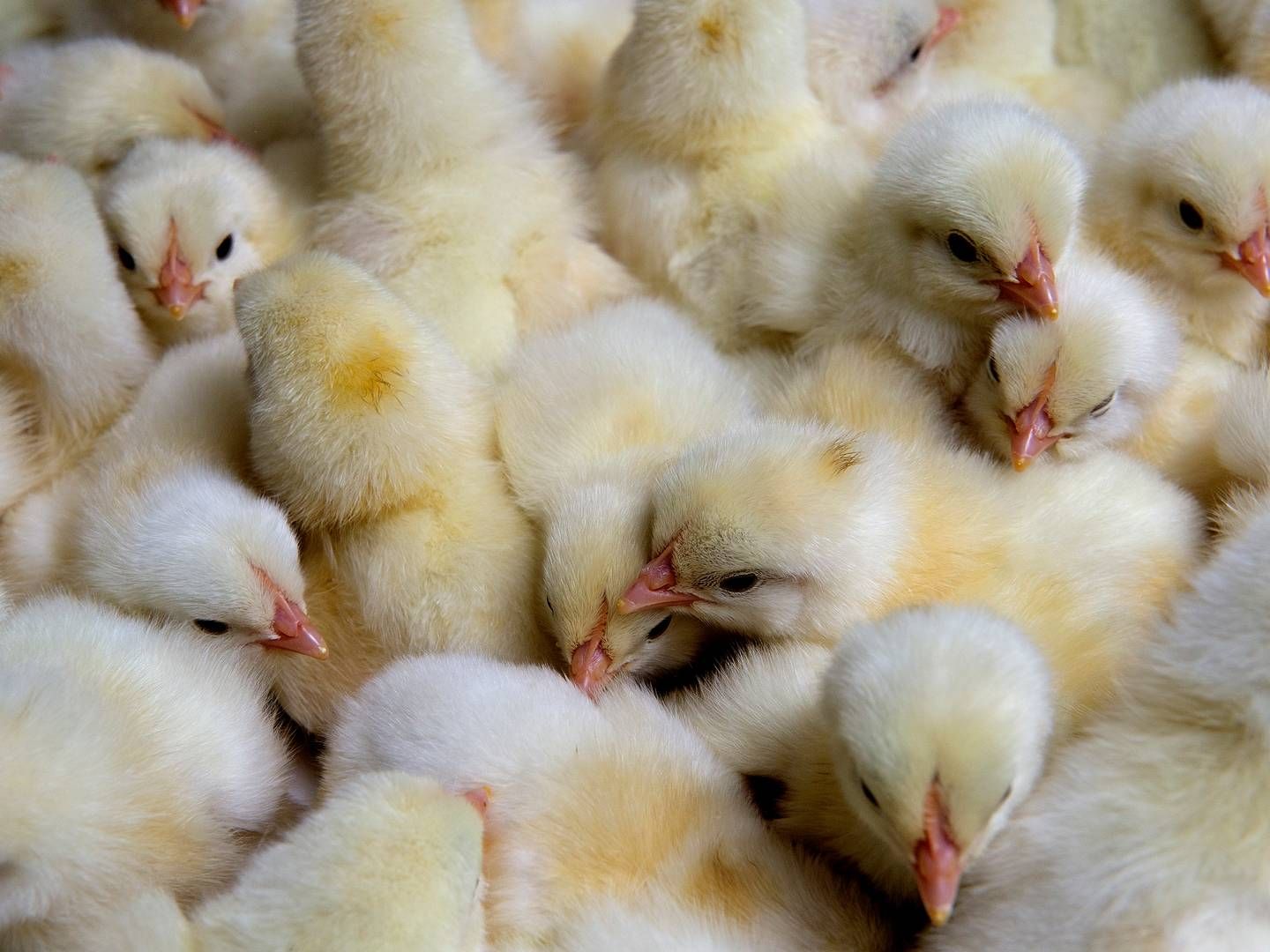 Brasilien eksporterer store mængder fjerkræ og æg. | Foto: Carsten Andreasen