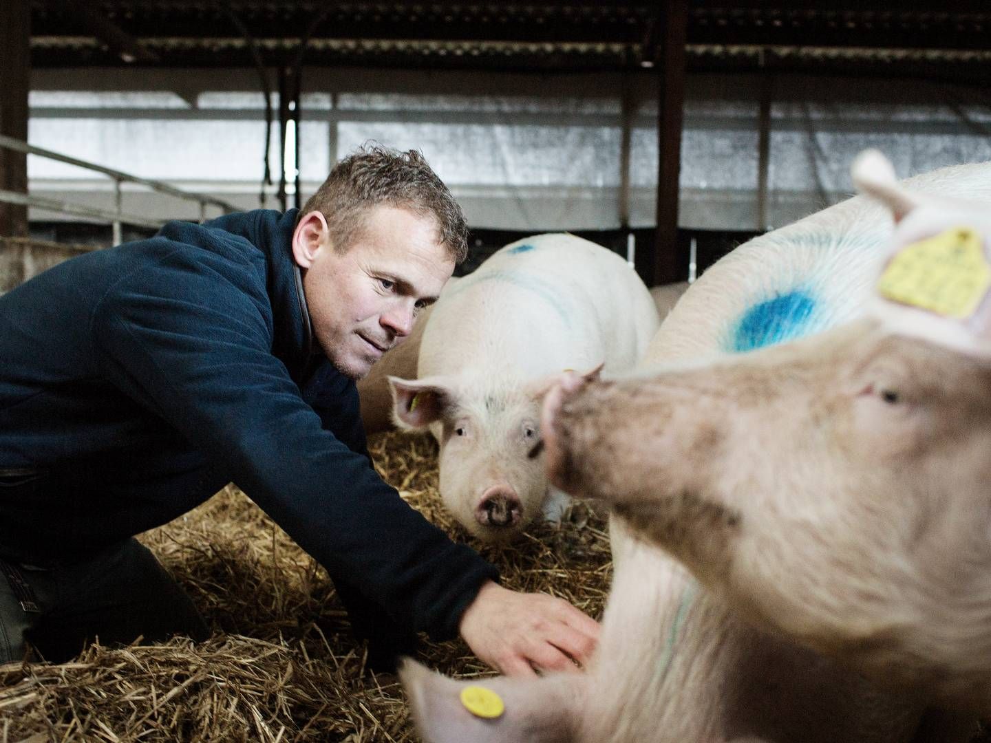 Hestbjerg Økologi producerer den såkaldte Poppelgris, som forhandles af Coop. | Foto: Rune Aarestrup Pedersen