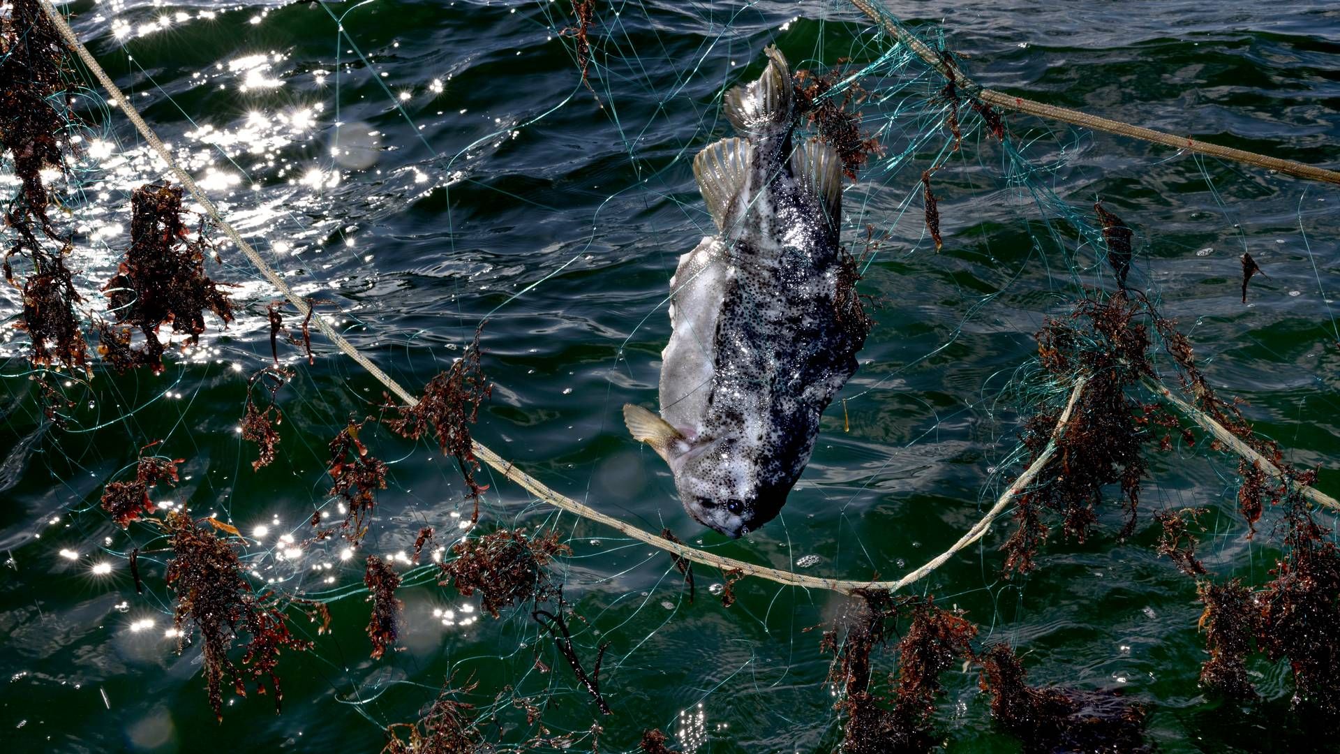 Der lander rekordfå stenbidere i fiskernes net. | Foto: Jacob Ehrbahn/Ritzau Scanpix.
