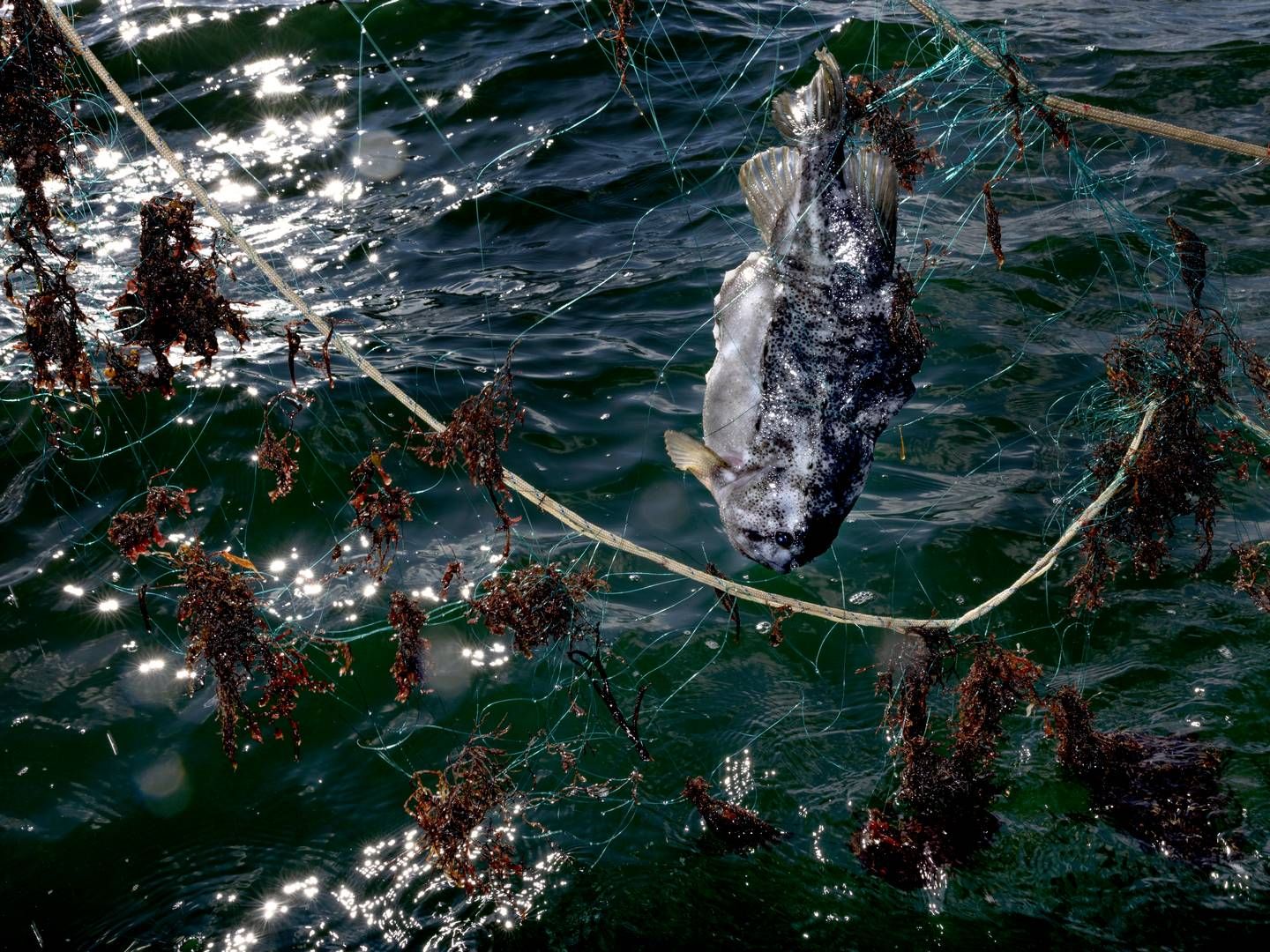 Der lander rekordfå stenbidere i fiskernes net. | Foto: Jacob Ehrbahn/Ritzau Scanpix.
