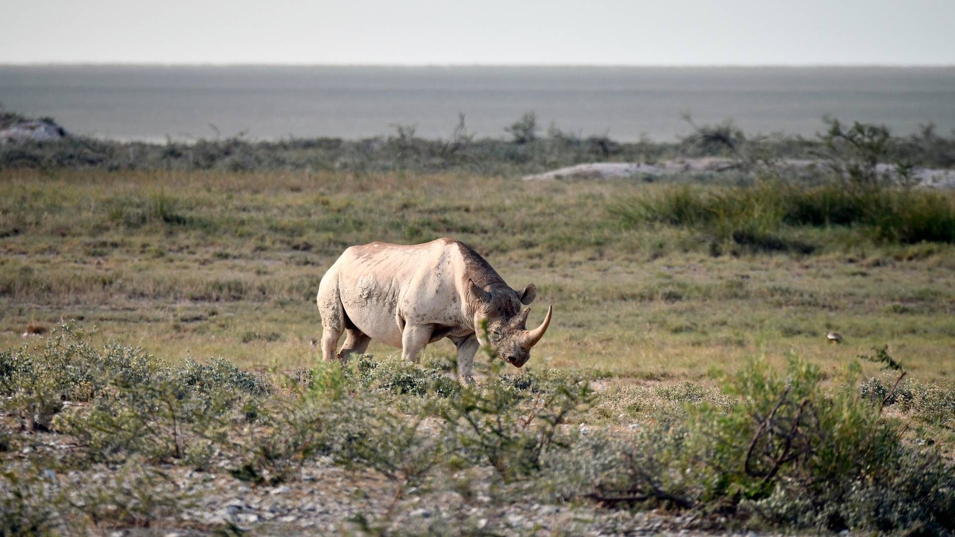 According to WWF (World Wide Fund For Nature) the black Rhino is one of the ten most endangered species in the world. | Photo: Matthias Toedt/AP/Ritzau Scanpix