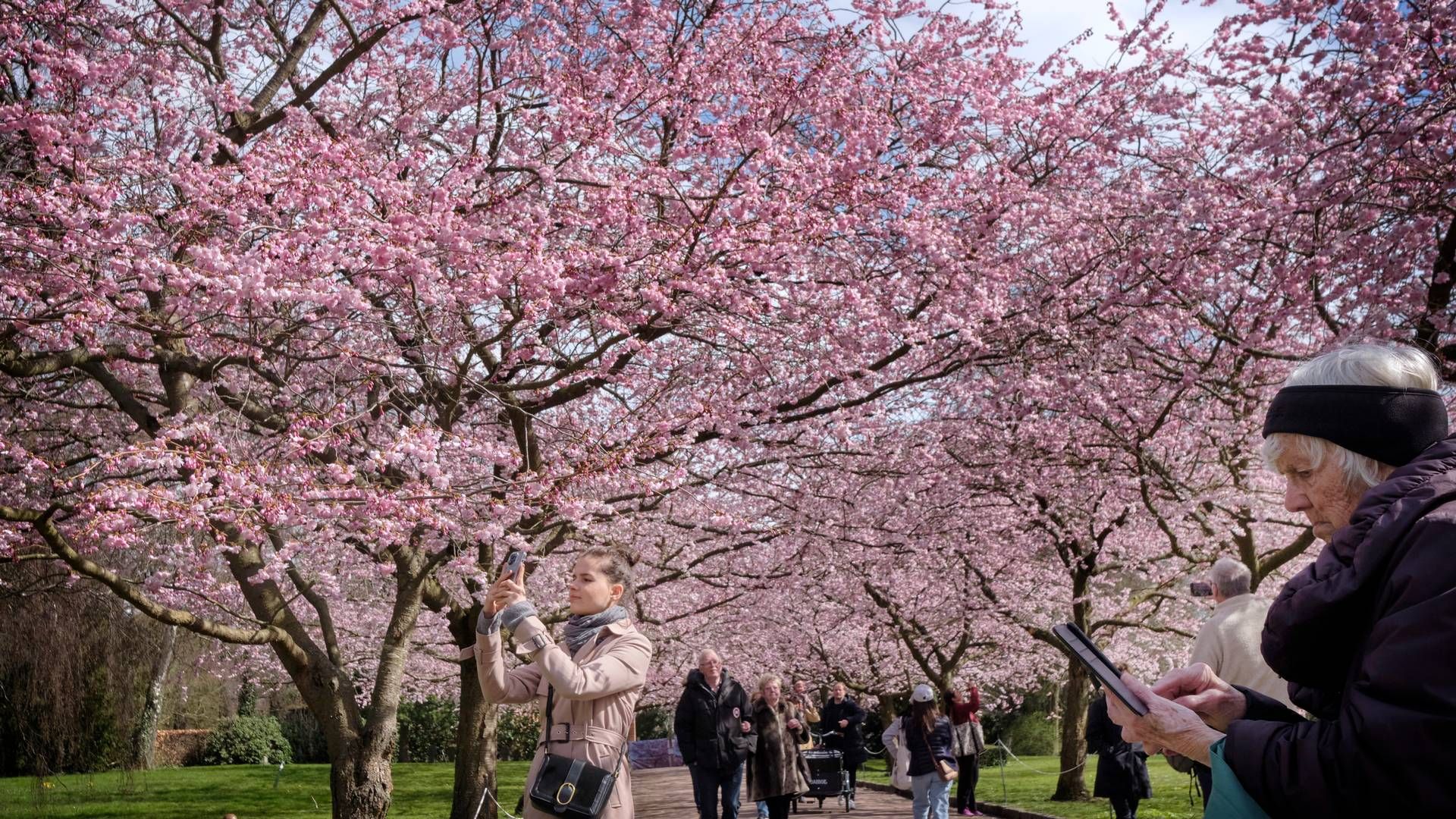 Every year in April, cherry trees blooming attract thousands of visitors to Bispebjerg Cemetary on the outskirts of Copenhagen. | Photo: Jens Dresling/Ritzau Scanpix