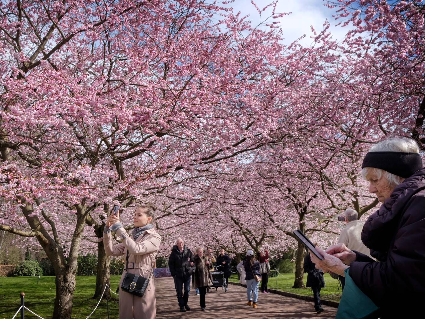 Every year in April, cherry trees blooming attract thousands of visitors to Bispebjerg Cemetary on the outskirts of Copenhagen. | Foto: Jens Dresling/Ritzau Scanpix