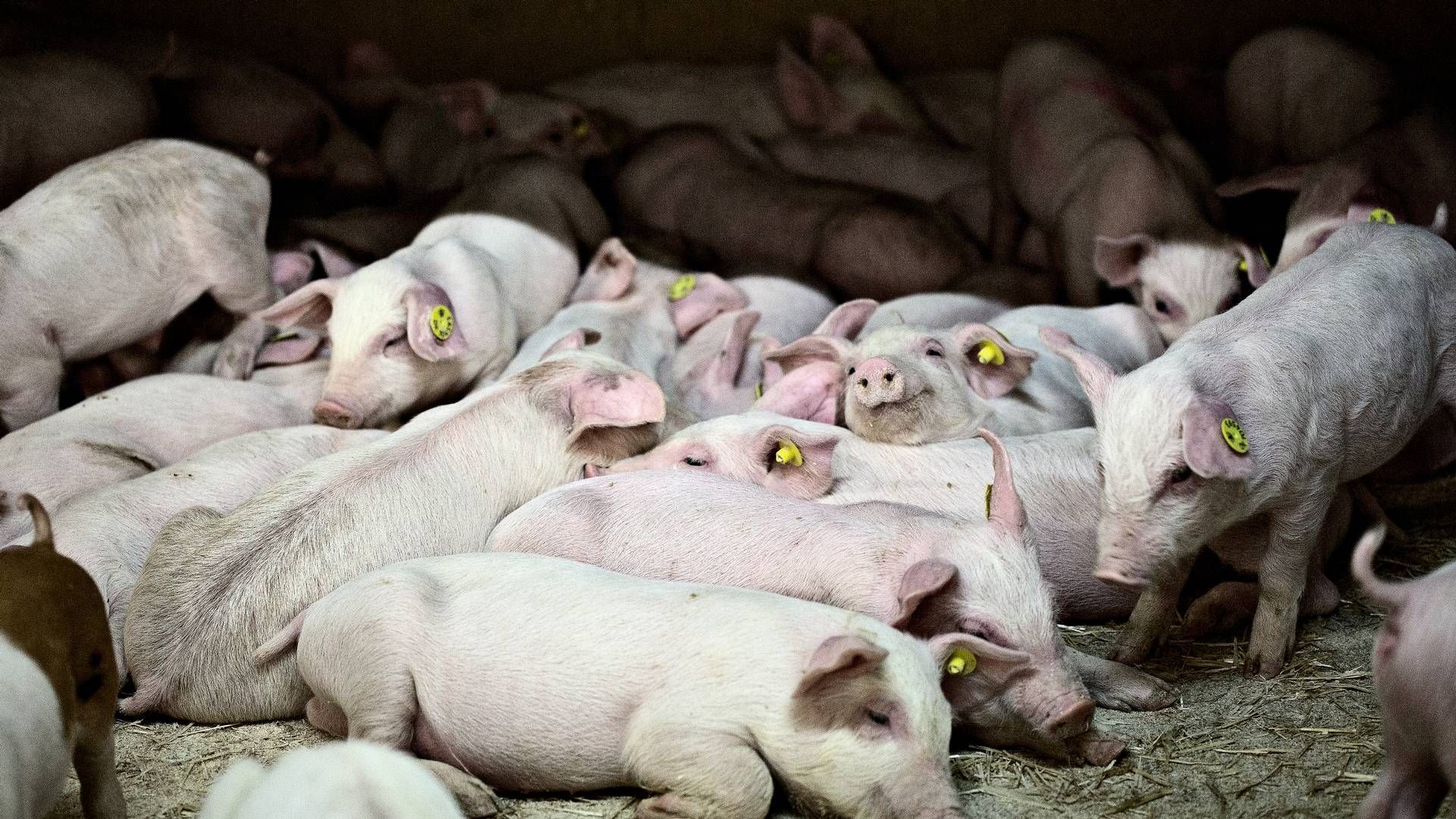 En faldende svinebestand på flere markeder har udfordret Danish Pig Genetics. | Foto: Joachim Adrian