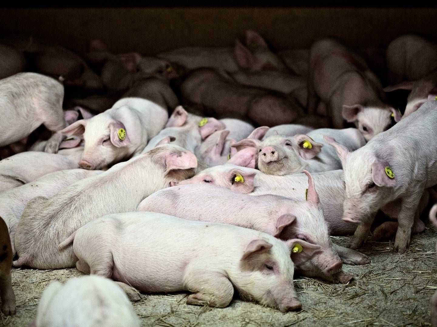 En faldende svinebestand på flere markeder har udfordret Danish Pig Genetics. | Foto: Joachim Adrian