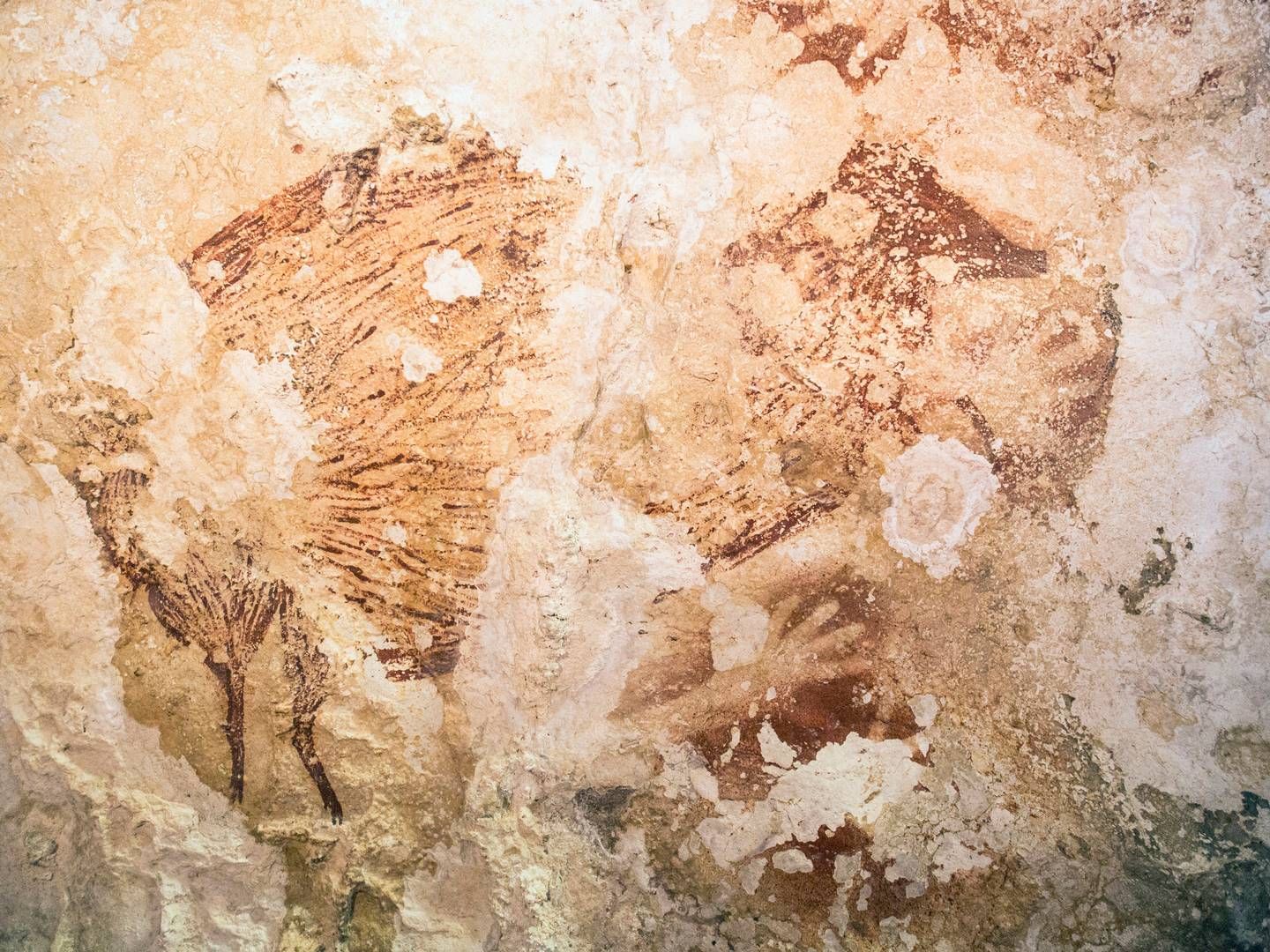 At least 40,000 years old paintings that depict animals discovered in caves on the island of Sulawesi are rewriting the history of art. | Photo: Handout/Reuters/Ritzau Scanpix