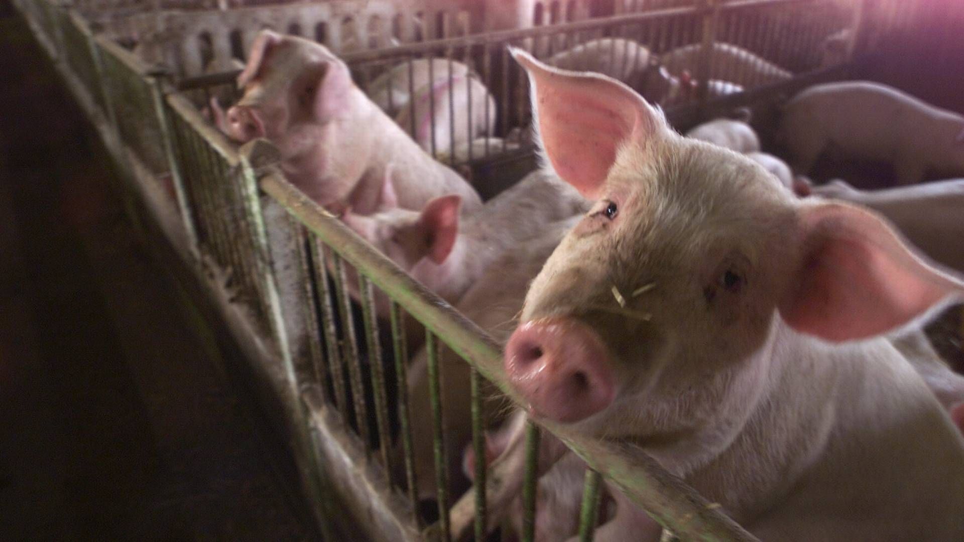 Idavang producerer over 800.000 grise årligt. Arkivfoto. | Foto: Jens Dresling