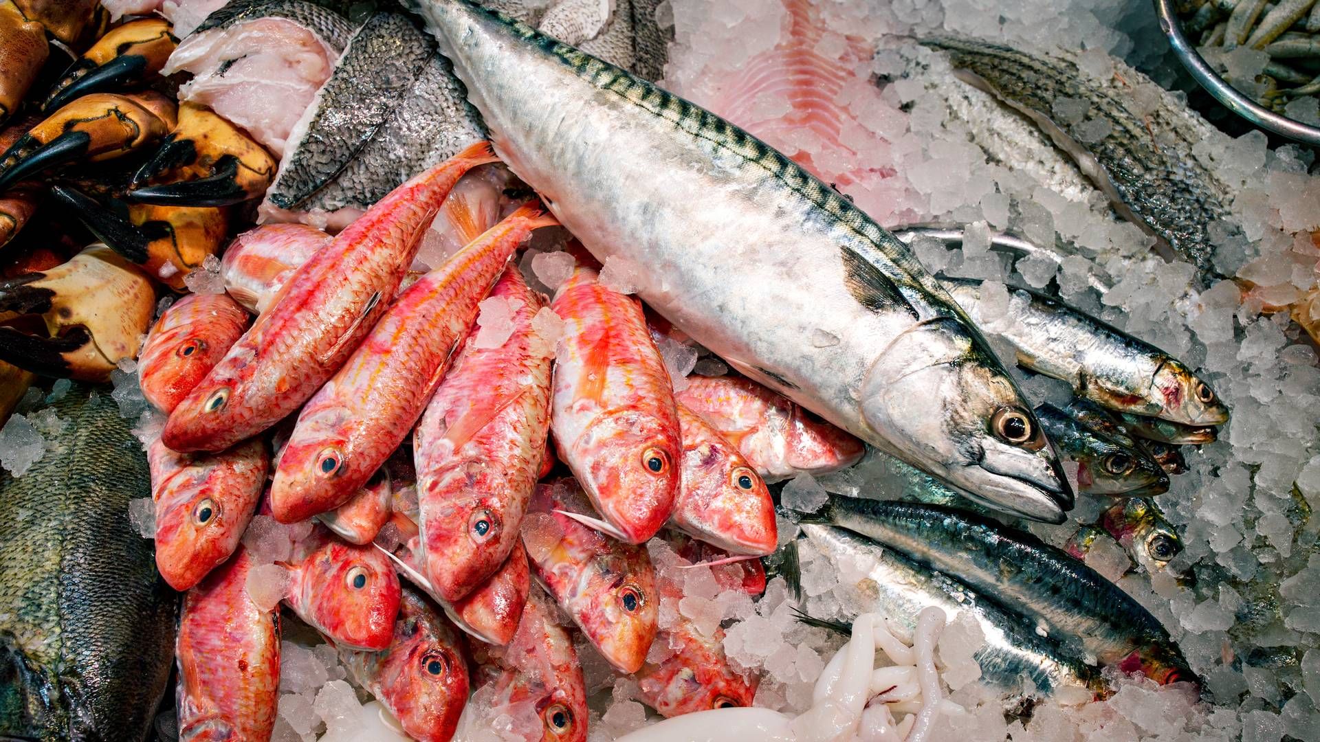 Kangamiut køber fisk og skaldyr, som sælges videre til forarbejdningsselskaber, der særligt forsyner detailsektoren. | Foto: Miriam Dalsgaard/Ritzau Scanpix.