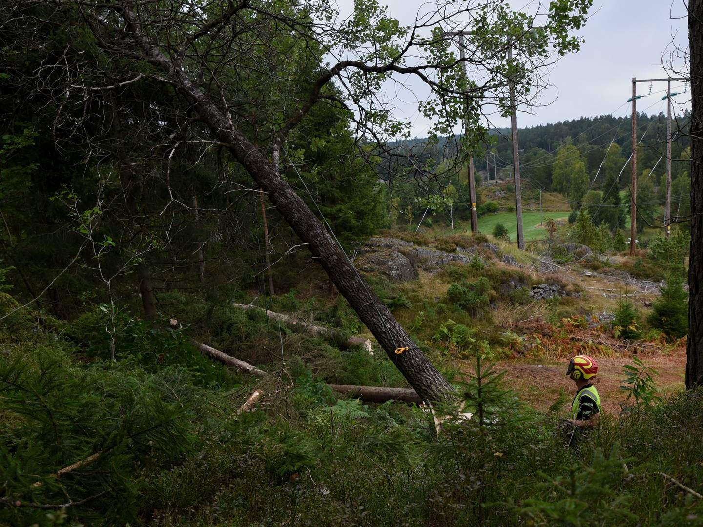 TO RAMMEAVTALER: Glitre Nett inngår to parallelle avtaler om linjerydding til en estimert årlig verdi på ca. 30 millioner kroner. | Foto: Glitre Nett