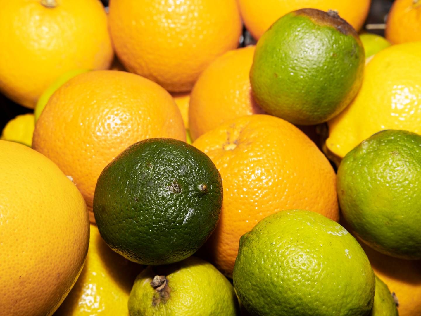 CP Kelco tjener blandt andet penge på at udvinde stoffet pektin fra citronskræller, der bruges i fødevareproduktion. | Foto: Thomas Borberg