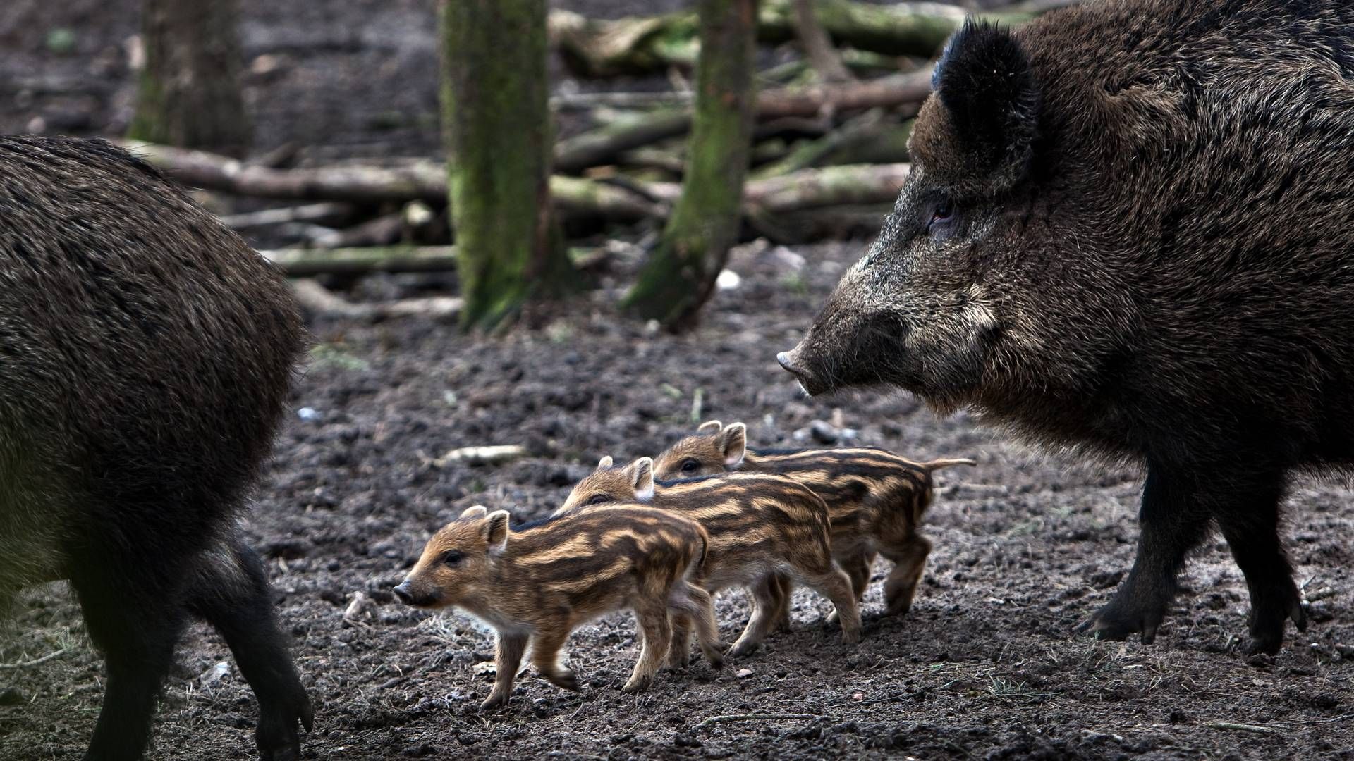 Sverige har årligt kunnet nedlægge over 100.000 vildsvin i jagtsæsonen. Nu er et vildsvin fundet smittet med afrikansk svinepest - og det er næppe alene, vurderer veterinærdirektør | Foto: Jan Dagø