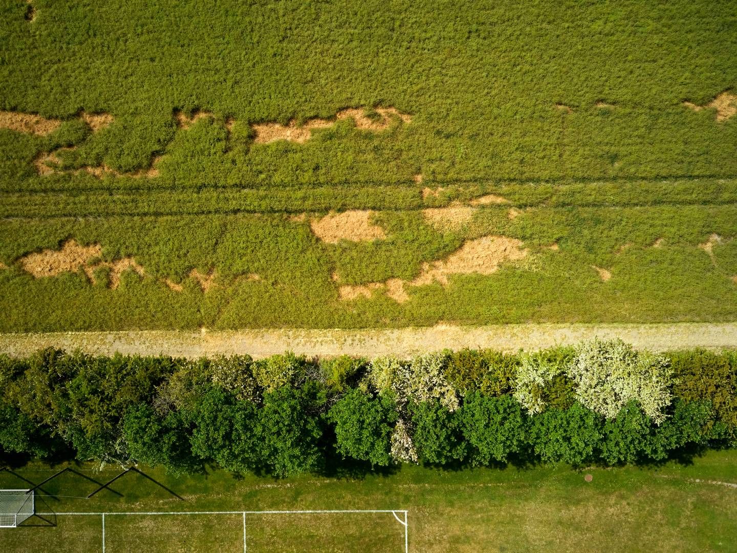 De danske marker er for tiden hårdt ramt af tørken. | Foto: Jens Dresling