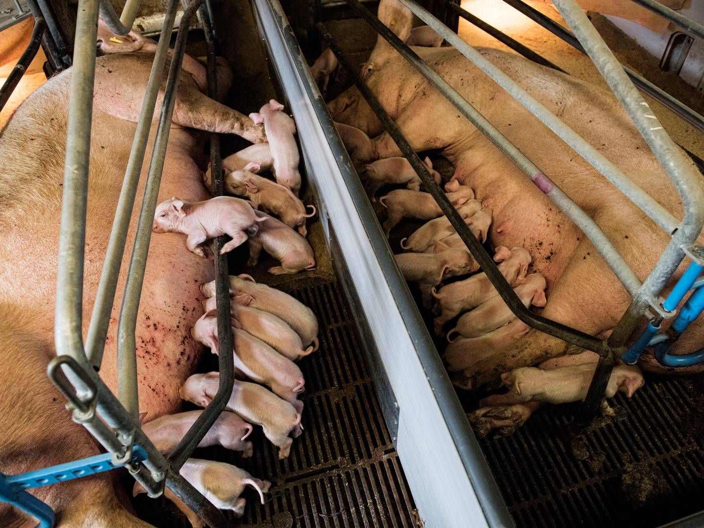 Satsningen på grise har kostet Danhatch et trecifret millionbeløb gennem årene. | Foto: Casper Dalhoff