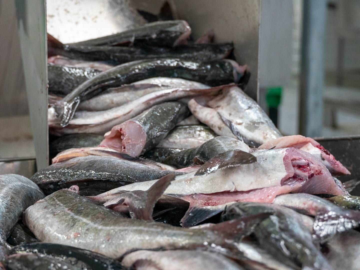 Foto: Danish Seafood Association