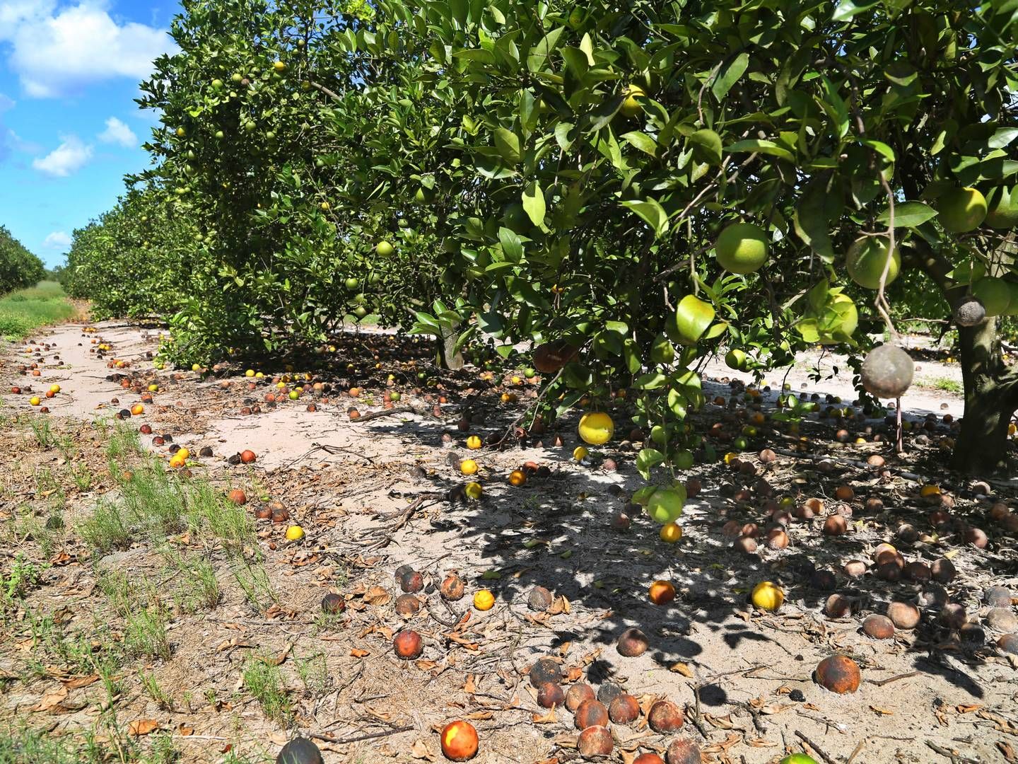 Dårligt vejr og sygdomme har medført det laveste høstudbytte i næsten et årti i Florida. | Foto: Scott Keeler/AP/Ritzau Scanpix