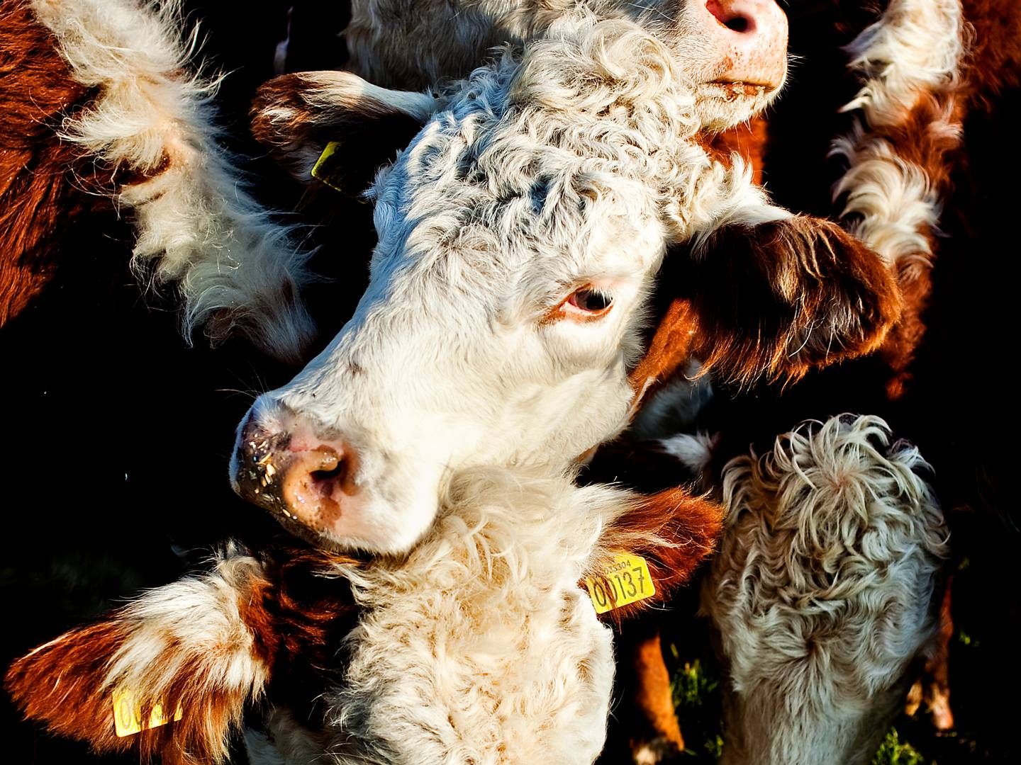 Som følge af tørken er der mindre foder at hente på markerne til landmændenes dyrehold, påpeger formand. | Foto: Mathias Christensen/Politiken