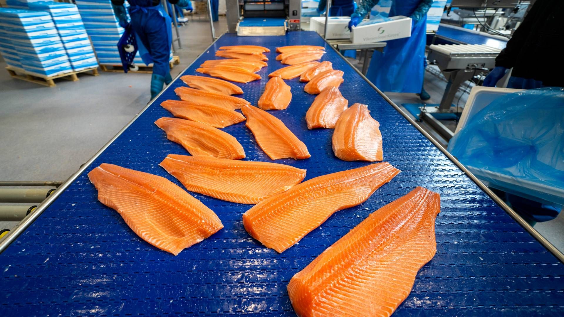 Illustrasjonsbilde. Slakting av laks. Virksomheten på bildet er ikke tilknyttet Andfjord Salmon. | Foto: Foto: Gorm Kallestad / NTB