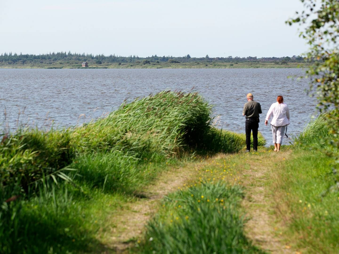 Aage V. Jensens Naturfond erhvervede i 2010 Filsøområdet og genoprettede søen. | Foto: Morten Langkilde