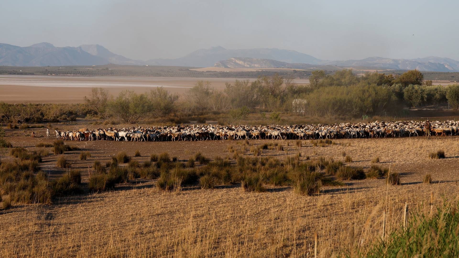 Den spanske landbrugssektor har været hårdt ramt af tørke i forsommeren. | Foto: Jon Nazca