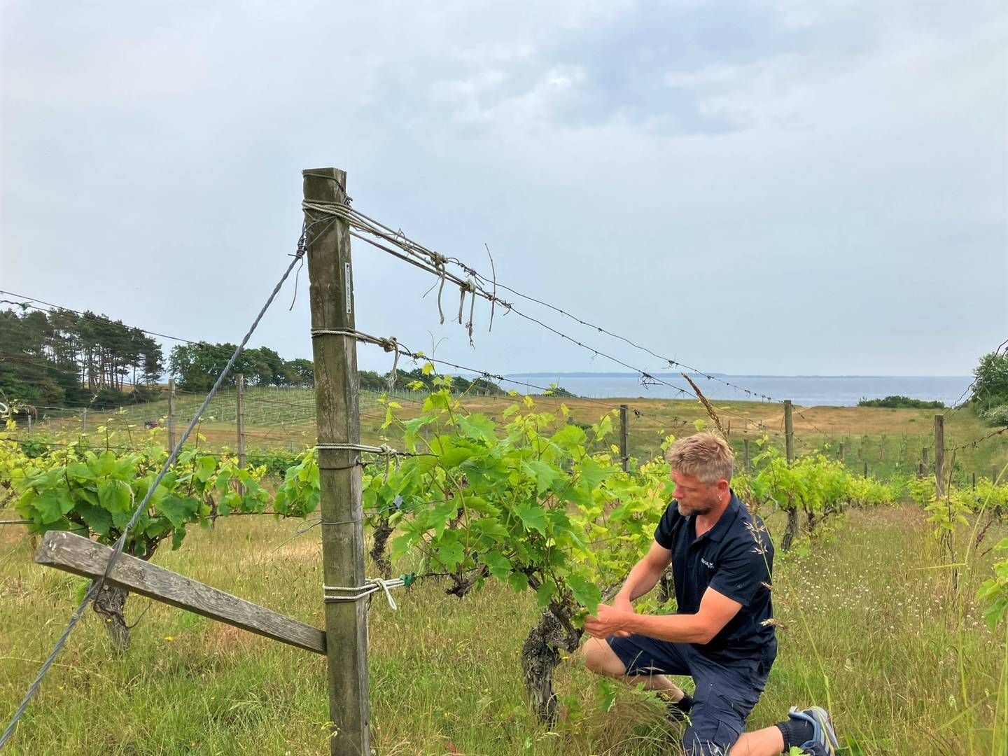 Anders Lejbachs vinplanter står på rad og række ud til Kalundborg Fjord. Foto: Linus Calov Jacobsen/ Watch Medier