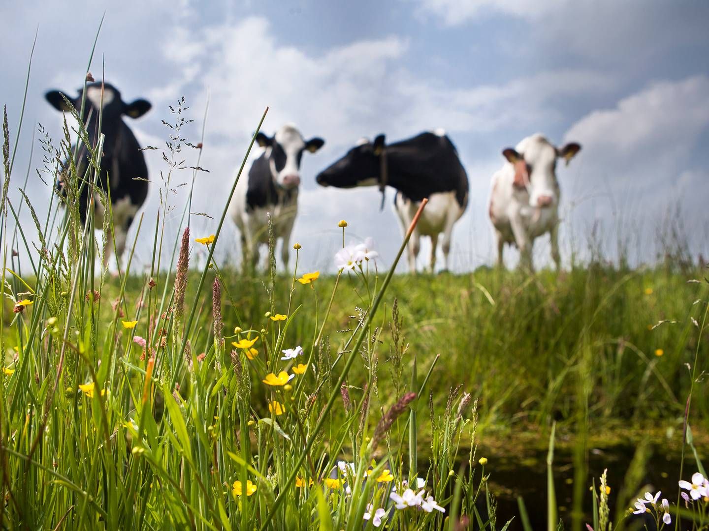 Landbruget står samlet set for en betydelig del af verdens drivhusgasemissioner — omkring 30 pct. | Foto: Frieslandcampina/ Pr