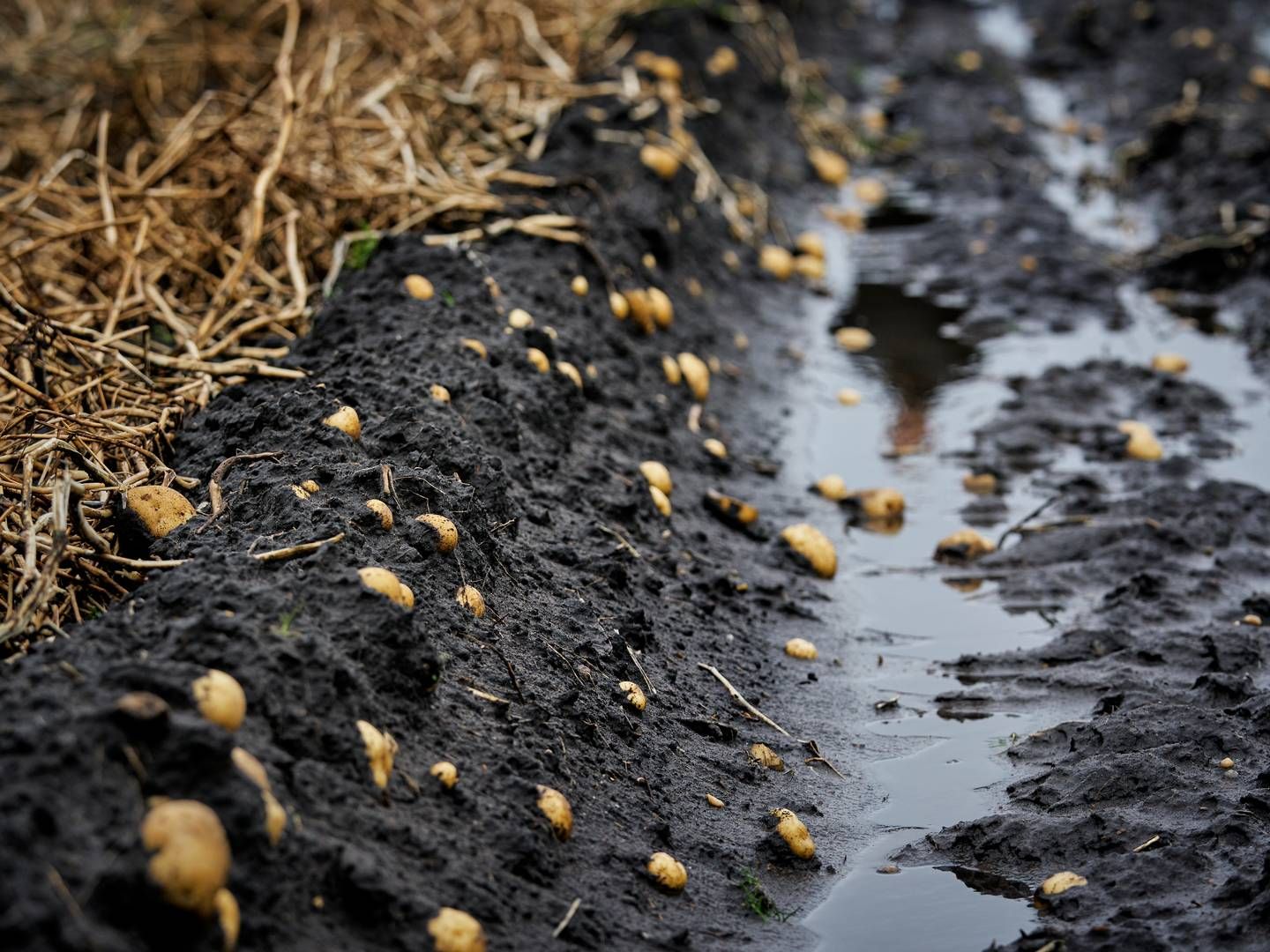 Vandmasserne betyder, at ikke alle kartofler kommer op af jorden i år. | Foto: Casper Dalhoff