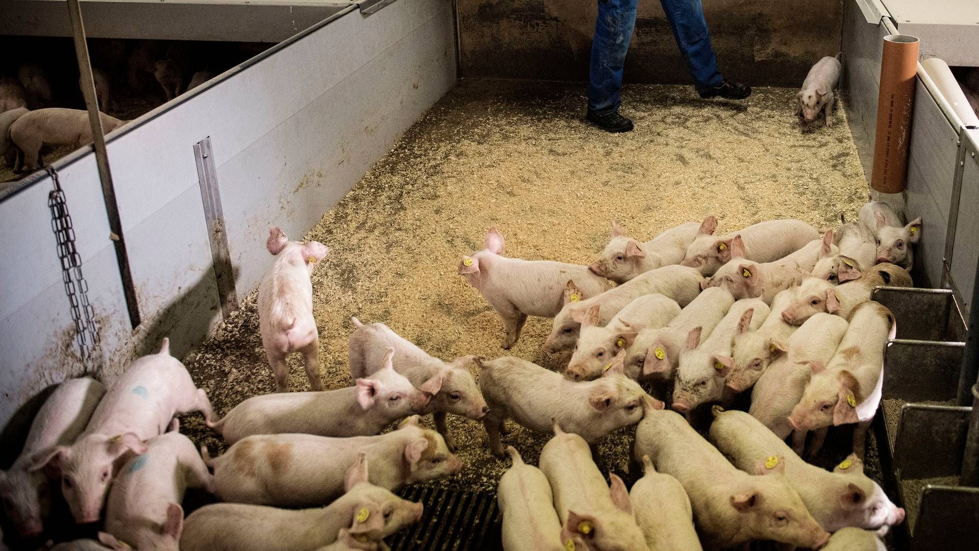 En stigende eksport af danske smågrise vil putte yderligere pres på de danske slagterier, som allerede mangler grise. | Foto: Casper Dalhoff