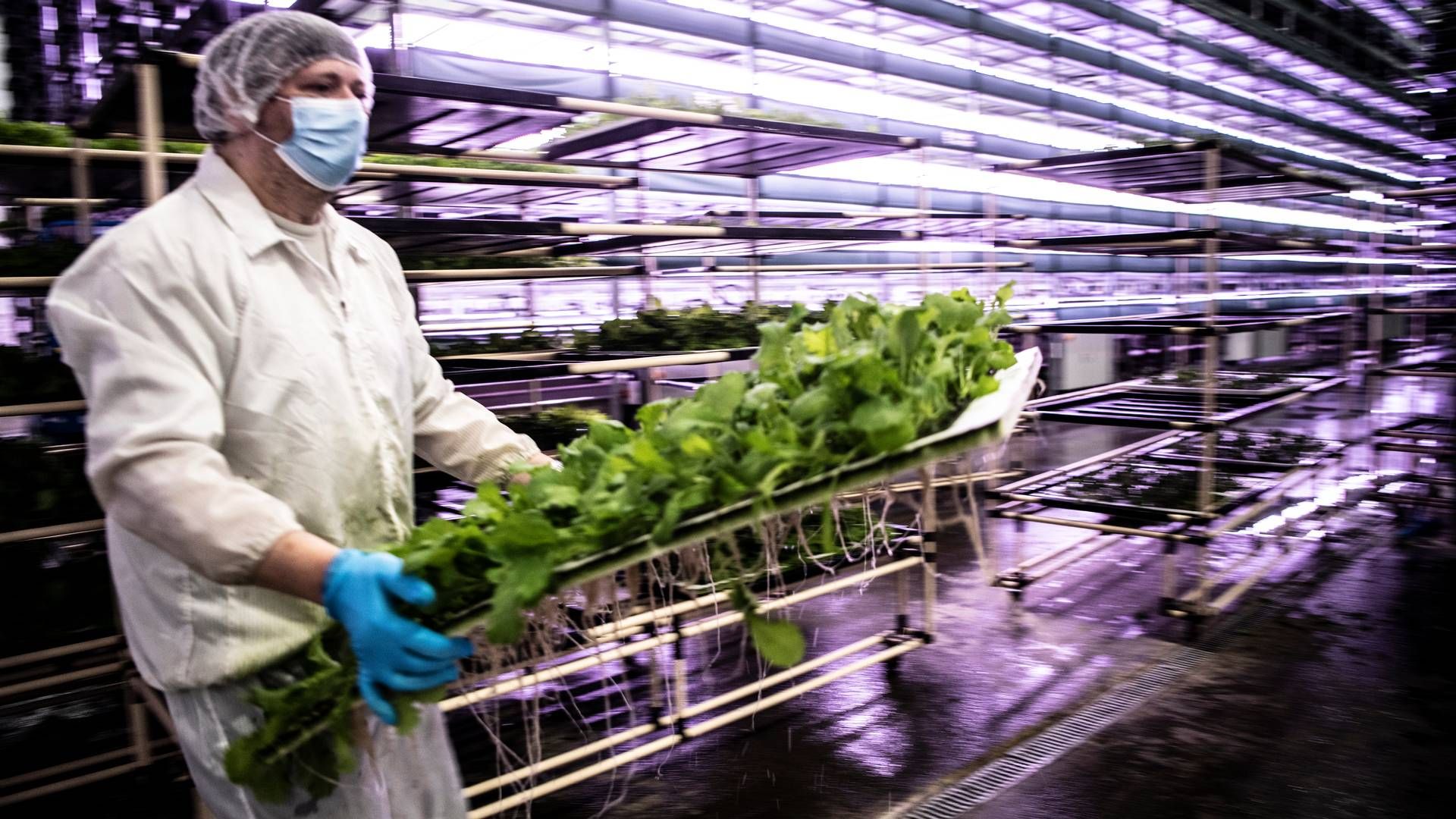 Nordic Harvest producerer bl.a. forskellige typer af salat på sit vertikale landbrug i Taastrup. | Foto: Linda Johansen