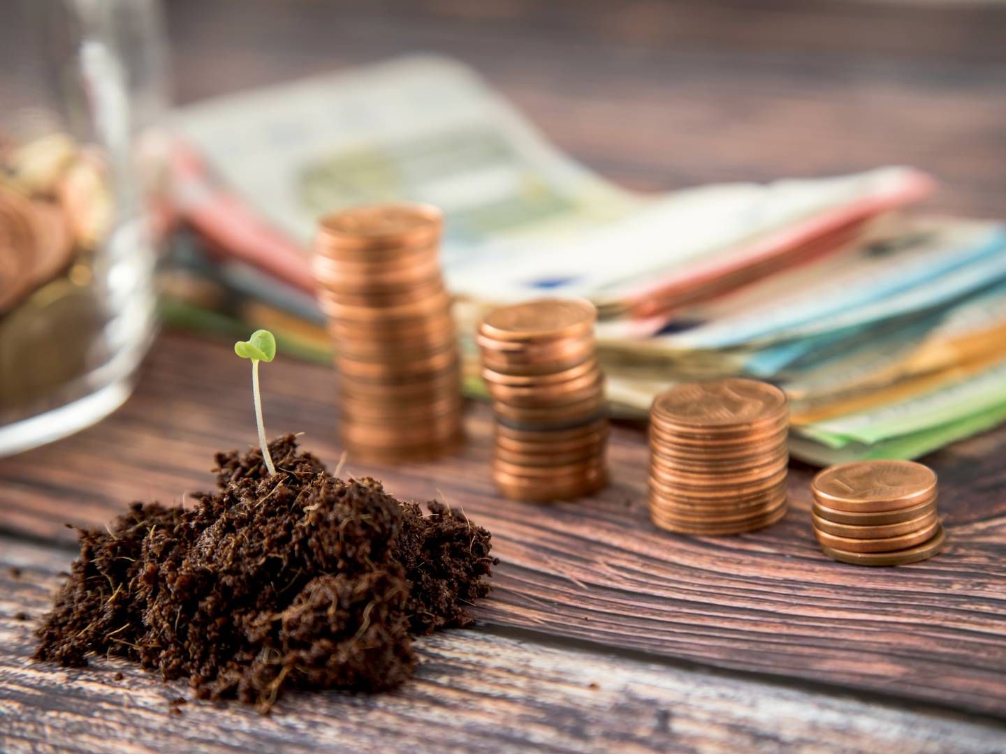 Die Pflanze nachhaltige Geldanlage wächst. Ihr Marktanteil im Finanzdschungel ist aber noch klein. | Foto: picture alliance / dpa-tmn | Christin Klose