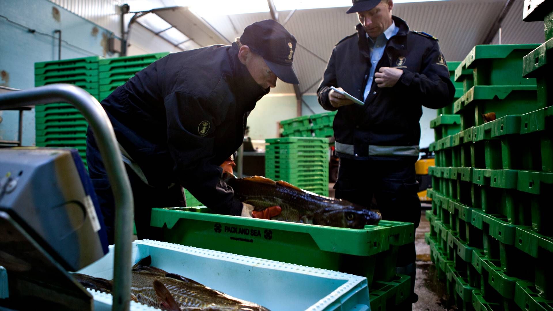 Dan Søgaard og Kristian Sandal Jørgensen laver kontrolvejning af fangst. Fiskerikontrollen i Hanstholm. | Foto: Gorm Olesen