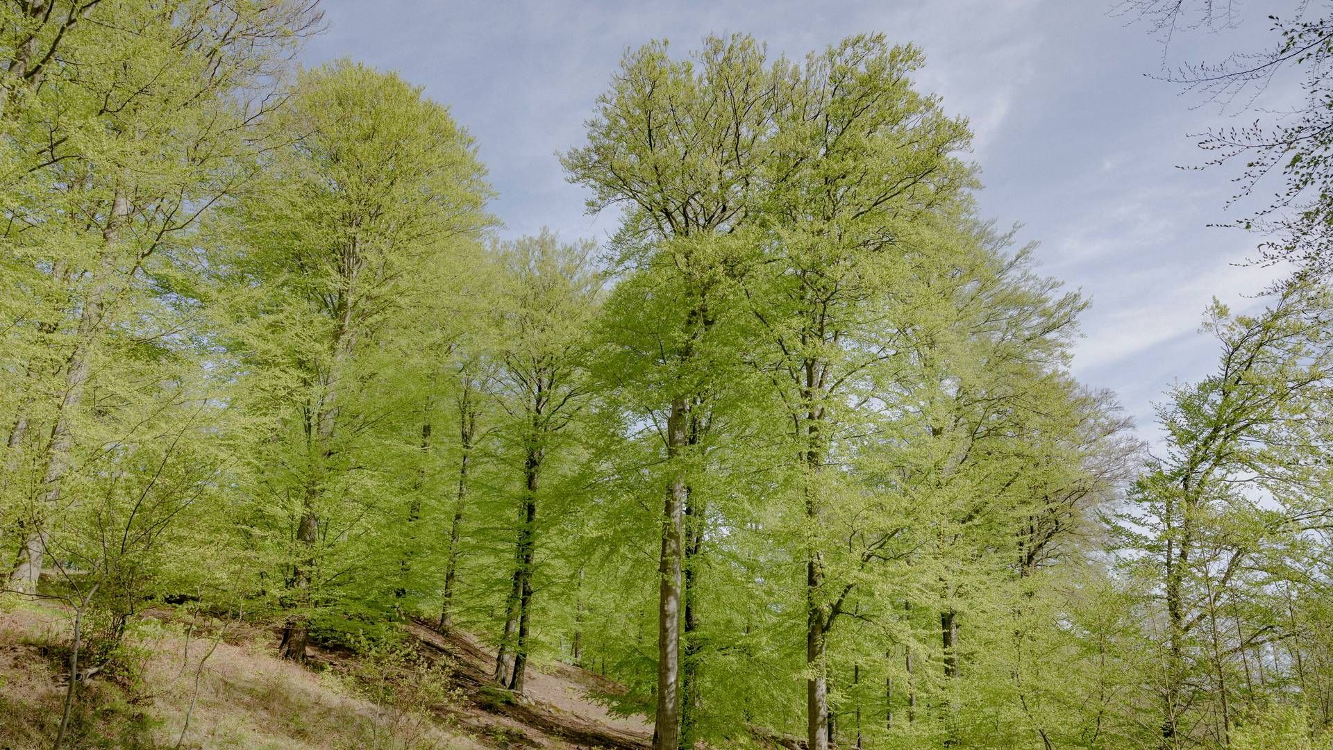 Astrazeneca med topchef Pascal Soriot i spidsen vil plante skov for 28 mia. kr.
