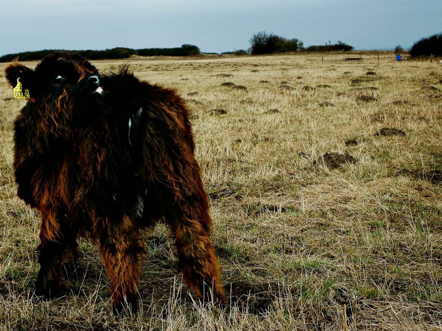 Græssende køer kan nu igen udsættes på PFAS-arealer. | Foto: Anders Birch