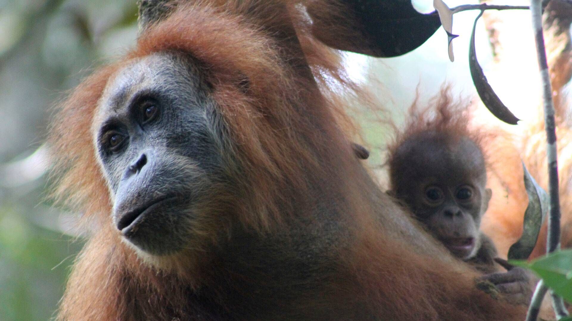 The Tapanuli orangutan is the world's most endangered ape species. | Photo: James Askew/AP/Ritzau Scanpix