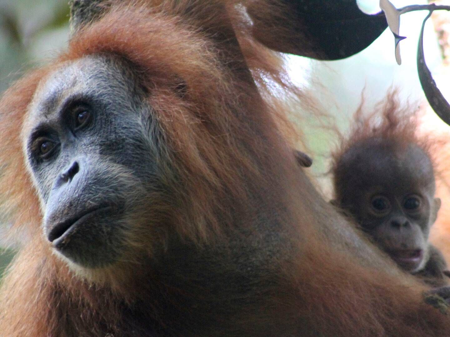 The Tapanuli orangutan is the world's most endangered ape species. | Photo: James Askew/AP/Ritzau Scanpix