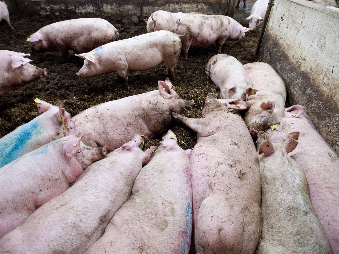 Breeders of Denmark køber og sælger avlsgrise fra Danish Pig Genetics. | Foto: Finn Frandsen