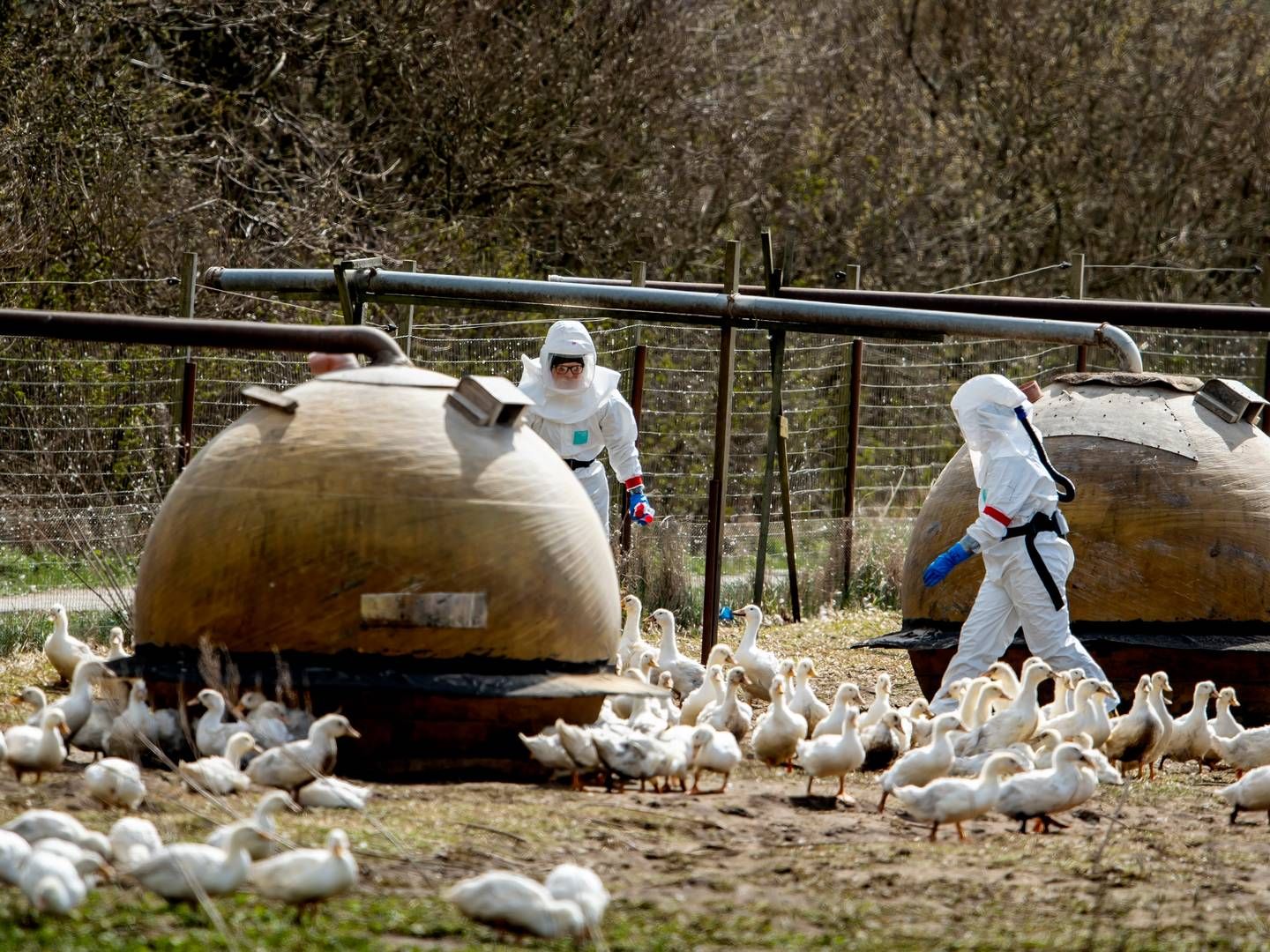 Franskmændene vil vaccinere ænder for at hindre, at fuglene bliver smittet med fugleinfluenza. | Foto: René Schütze