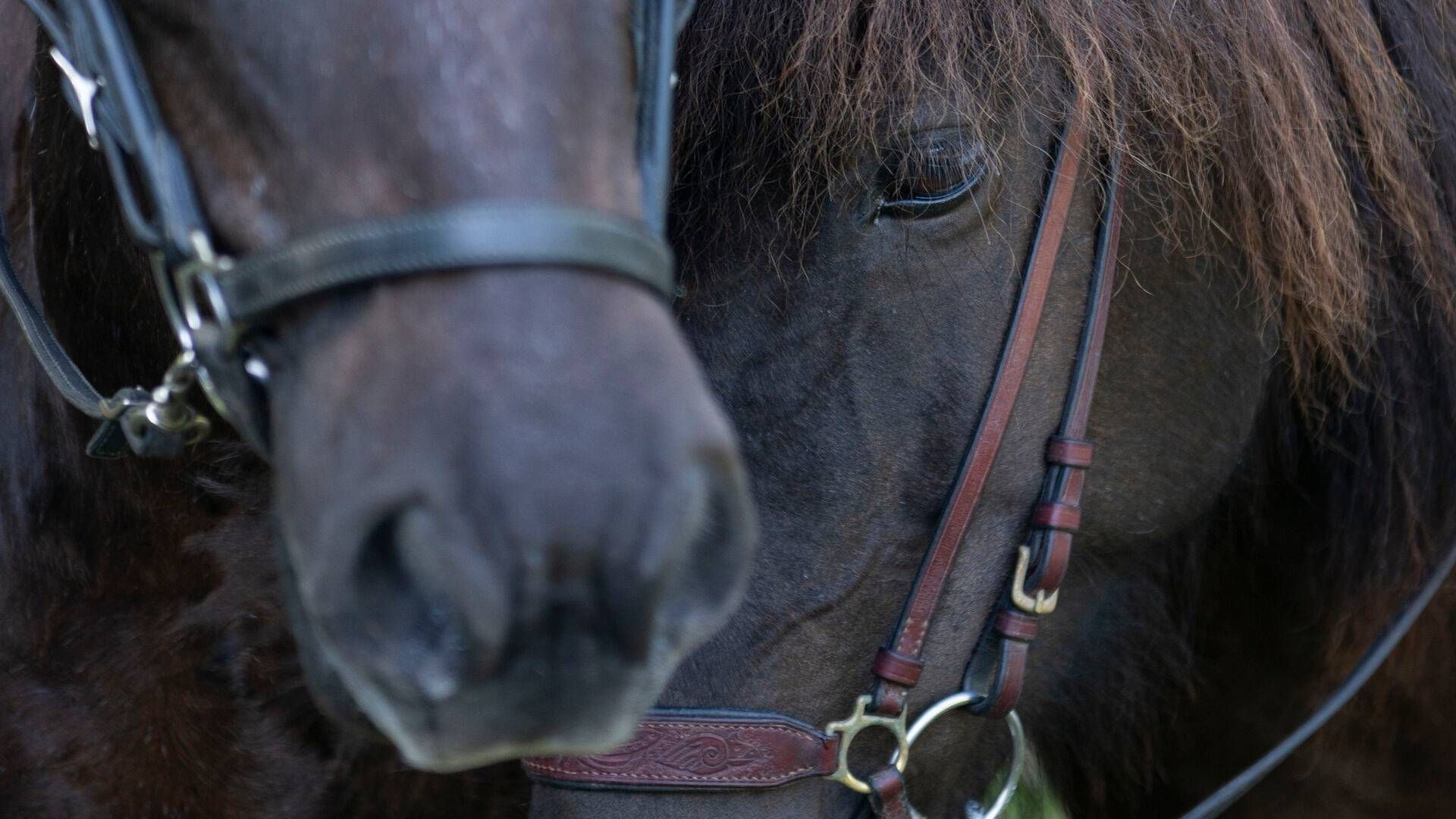 Det konkursramte Trav Discount bliv stiftet i 1985 af Frank Sørensen. | Foto: Stine Rasmussen/Ritzau Scanpix