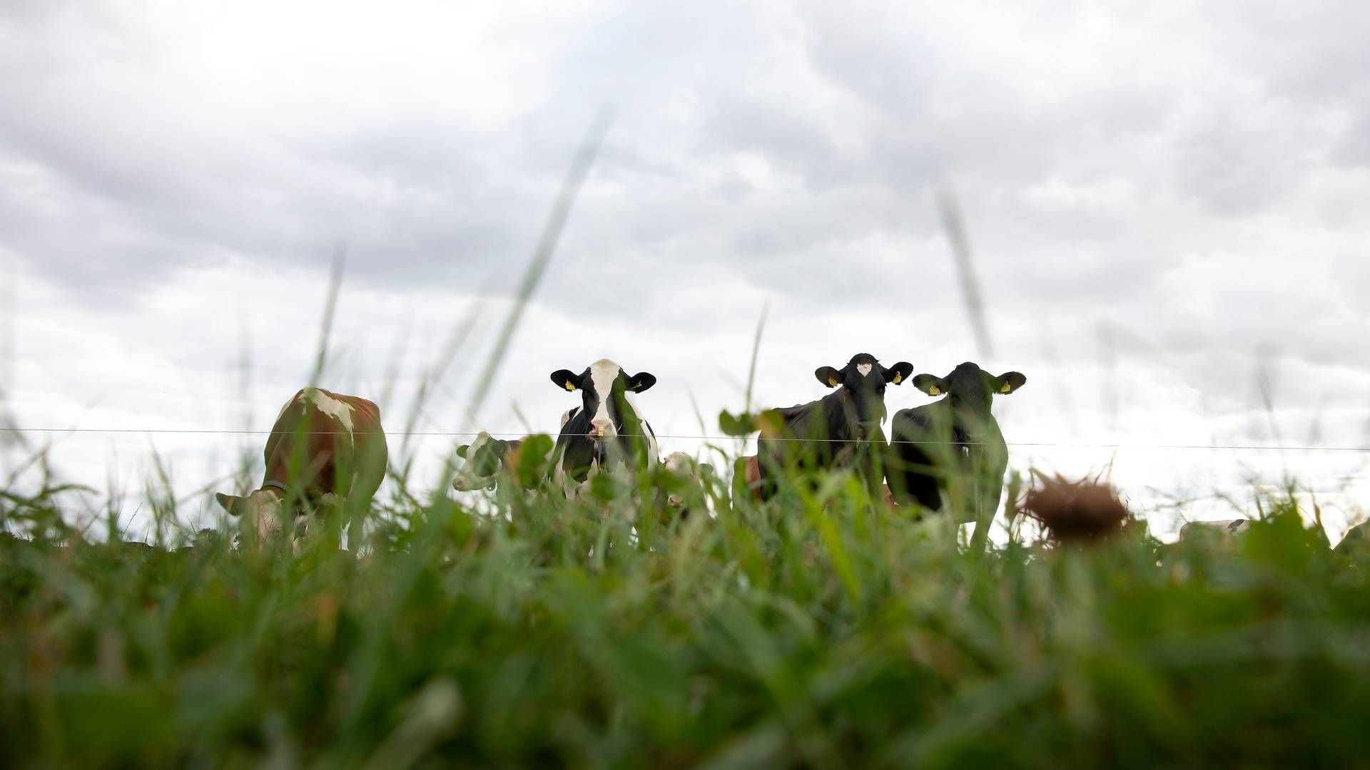 August Hage driver også økologisk landbrug efter shared farming-principper og råder over 500 hektar agerbrug. | Foto: Finn Frandsen