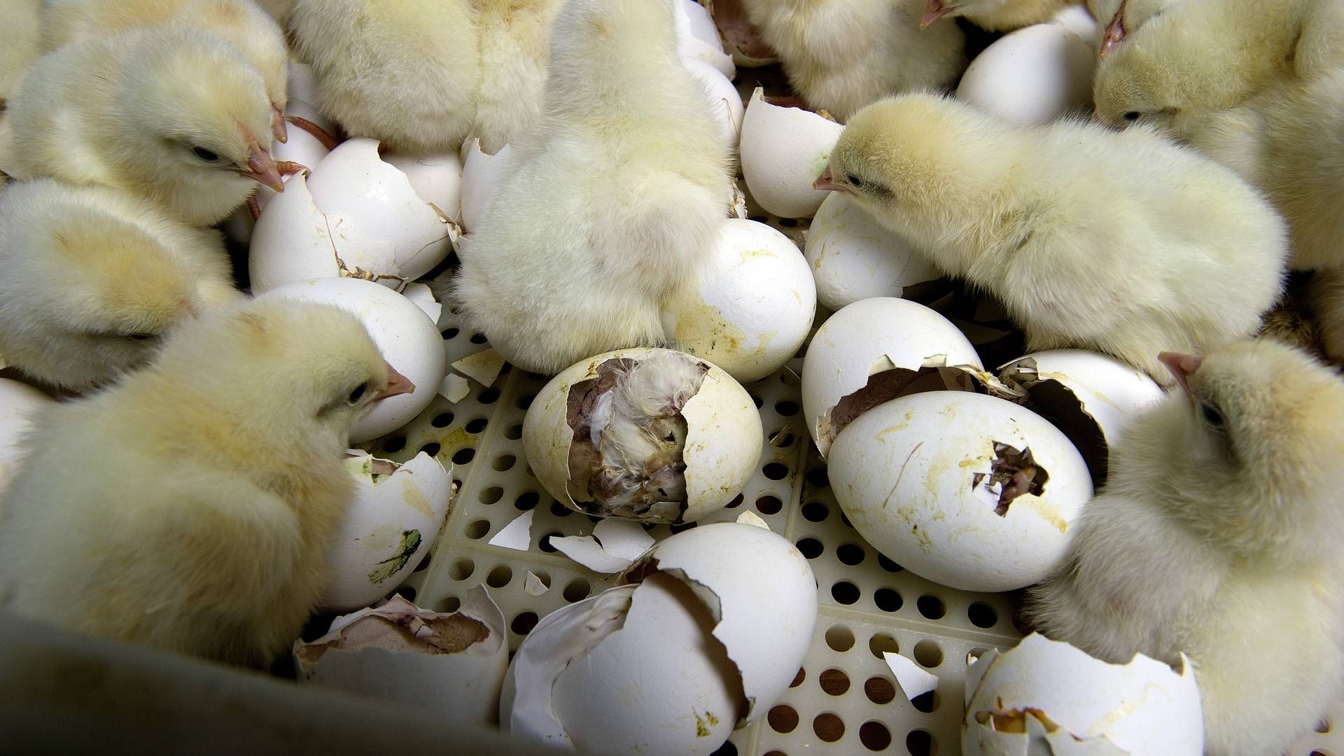 Op mod syv mia. hanekyllinger dræbes hvert år, fordi de hverken kan bruges til æg eller kød. | Foto: Carsten Andreasen